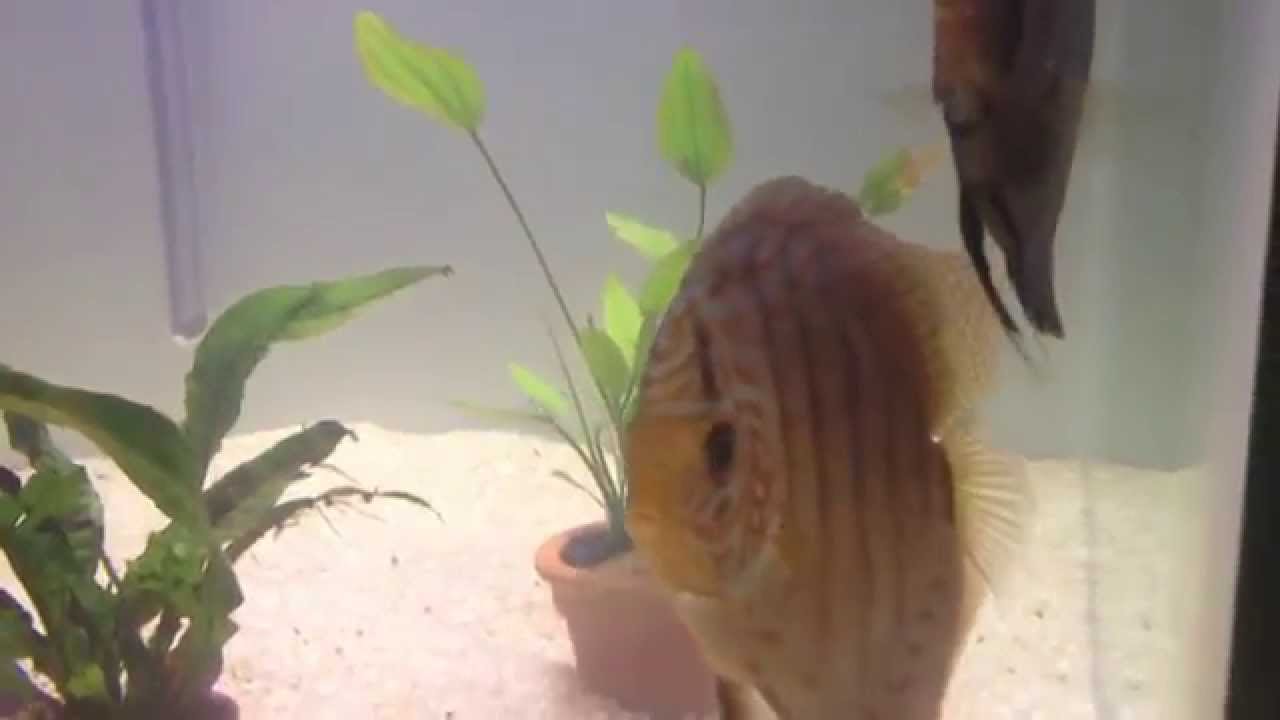 White sand Discus tank YouTube