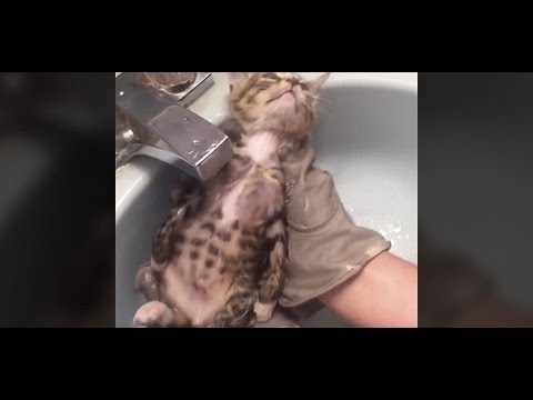 2時間前まで威嚇し続けていた子猫が、お風呂で大変身。人間に身を任せる姿が可愛すぎて・・・♡【nekoの部屋】