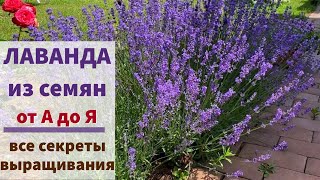 ВСЁ О ВЫРАЩИВАНИИ ЛАВАНДЫ в любом саду: посев, обрезка, подкормки, размножение, зимовка