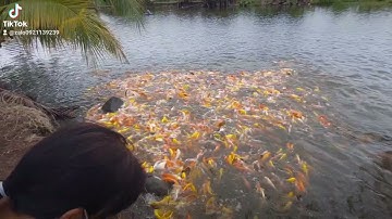 Trại Cá Koi F1 - Giá Sỉ Toàn Quốc - Zalo  0921.139.239