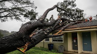 Dangerous Idiots Tree Felling Fails With Chainsaw, Heavy Big Tree Removal Fails Falling On Houses