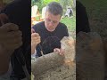 How to make mushroom growing logs at home backyardgardening shaddy shitake toronto canada