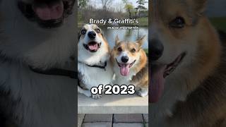 Brady & Graffiti the Corgis 2023 Recap