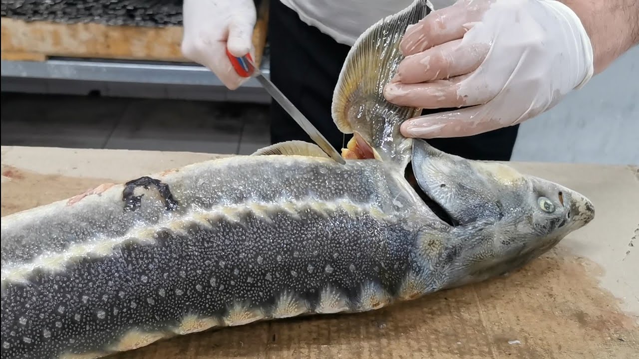 Nərə balığı kababı