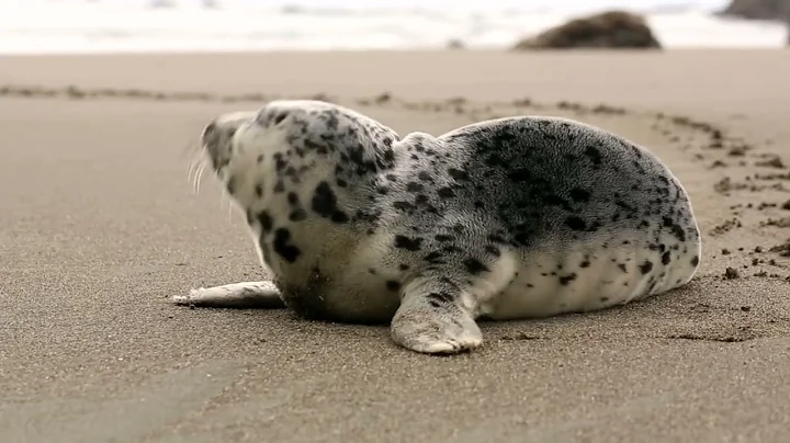 Amazing Video 4 - Trending Content