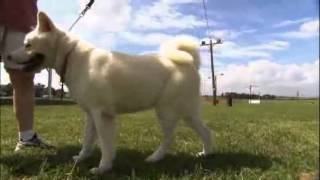 Dogs 101 - Akita by DivineDanes 1,003 views 11 years ago 4 minutes, 10 seconds