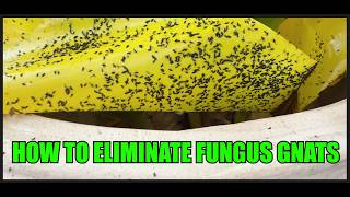Eliminate Fungus Gnats. Gnatrol for larvae and anything for adults