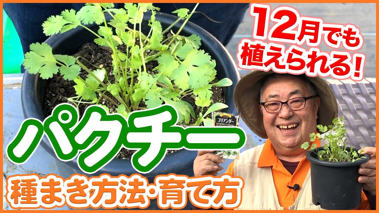 栽培生活 12月でも植えられる パクチー コリアンダー の種まき方法 育て方 育苗 プランター栽培 シェア畑 Youtube
