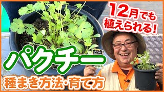 栽培生活 12月でも植えられる パクチー コリアンダー の種まき方法 育て方 育苗 プランター栽培 シェア畑 Youtube