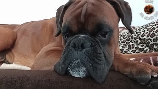 Boxer dog is taking a nap with his mother and baby sister. Heavy snoring and REM sleep. by Dilon the boxer dog 6,987 views 3 years ago 8 minutes, 55 seconds