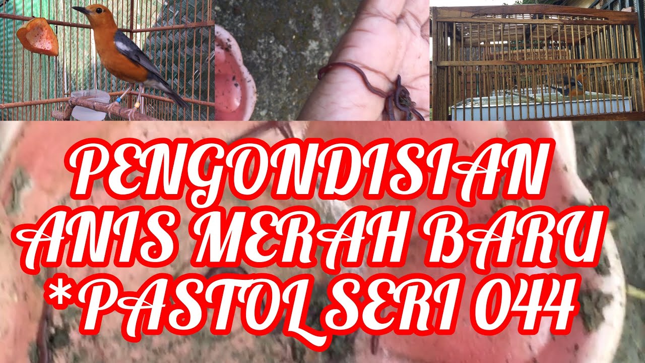Pengondisian Anis Merah Baru 
