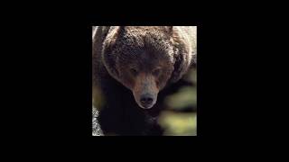 This Guy is Massive #shorts #bear #bearlife #shortsfeed2024