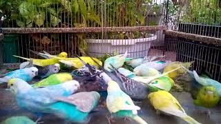 The Softest Chirps You’ll Ever Hear No BGM screenshot 5