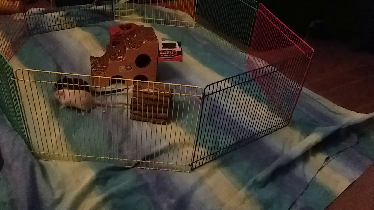 leopard print My Gerbils Exploring 🐾💜