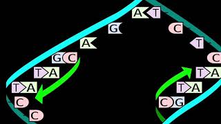 BIOLOGY, I.T PROJECT , REPLICATION screenshot 5