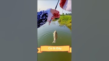 Câu cá tự nhiên ở đây xem có gì #fishing #cauca #fish #câucá #caucathugian