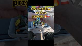 Karp w paski😱na 10cm przynętę🔥🇵🇱#perchfishing #okonie #pasja #robinson #raymarine