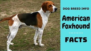 American Foxhound dog breed. All breed characteristics and facts about American Foxhound