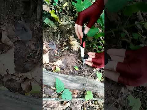 Чёрная лисичка(вороночник) - деликатесный гриб.