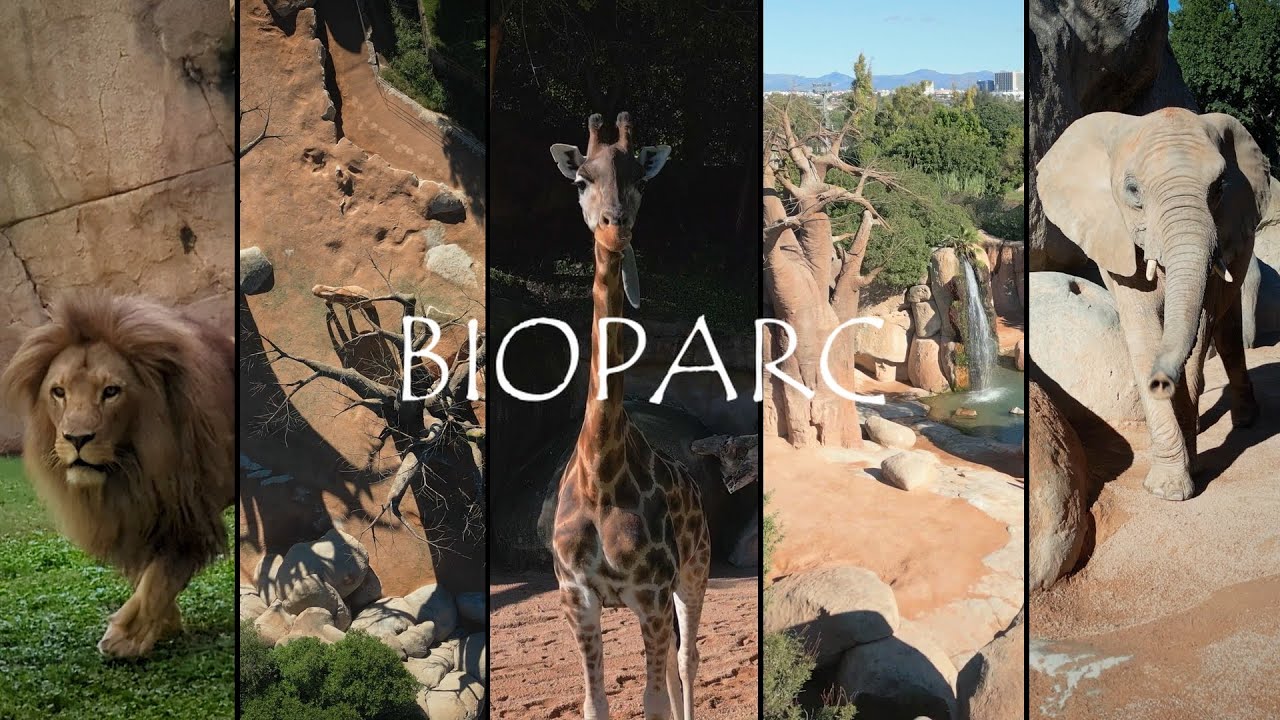 BIOPARC VALENCIA 4K - Drones DJI & FPV