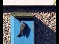 ##birds #birdwatching #birdbox