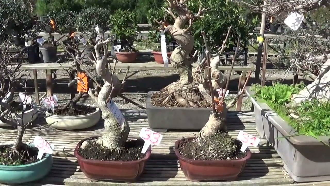 Han llegado arbolitos nuevos 19/02/2026