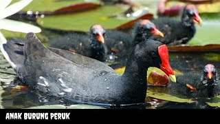 Anak Burung Peruk Mandar batu