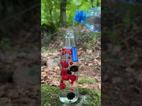 Survival Life Hack with Branch and Bottle. #survival #outdoors #bushcraft #camping #lifehacks