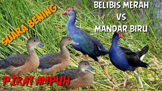 Suara pikat burung belibis vs mandar biru 30 menit