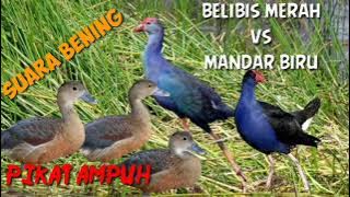 Suara pikat burung belibis vs mandar biru 30 menit