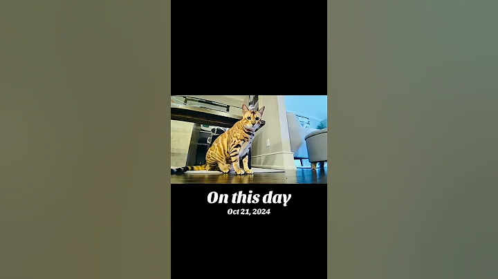 Watch the video about Sweetest bengals #cat #bengalcat #funny #foryou #Rockyrozy #sweet #cute