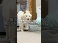 柴犬にバレないように靴下を脱げるかチャレンジしてみた。 #shorts #柴犬 #犬 #dog