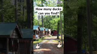 How Many Ducks?