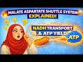 Malate Aspartate Shuttle System Explained | NADH Transport &amp; ATP Yield (Biochemistry Made Easy)
