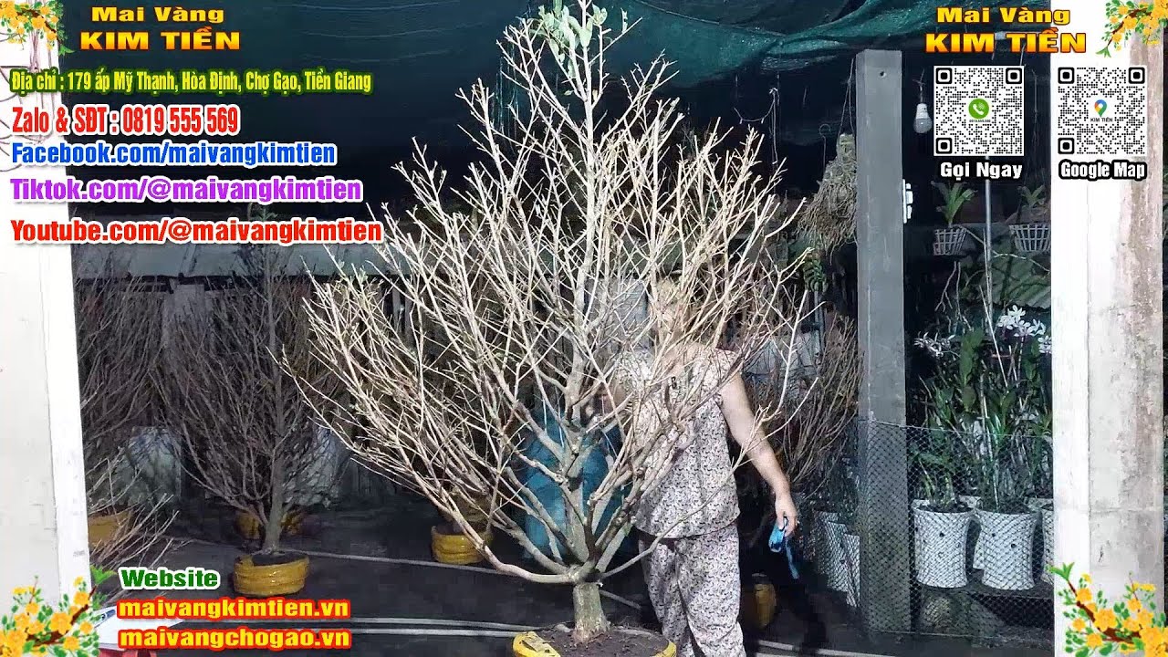Cây Mai Giảo Thủ Đức Đẹp Tàng Tròn Mai Vàng Kim Tiền Chợ Gạo