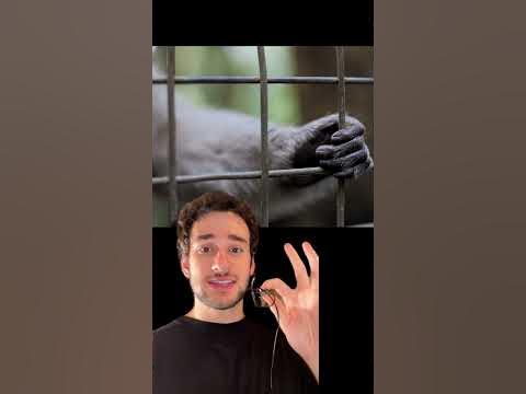 Chimps are TOO dangerous.⛔️#story#animas#attack - YouTube
