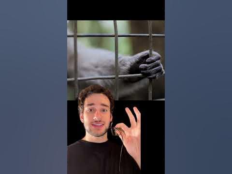 Chimps are TOO dangerous.⛔️#story#animas#attack - YouTube