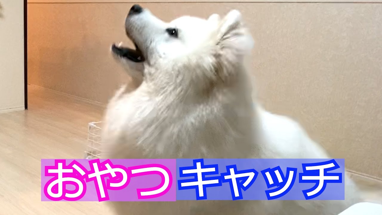 サモエド犬 うまくパッくんできるかな Youtube