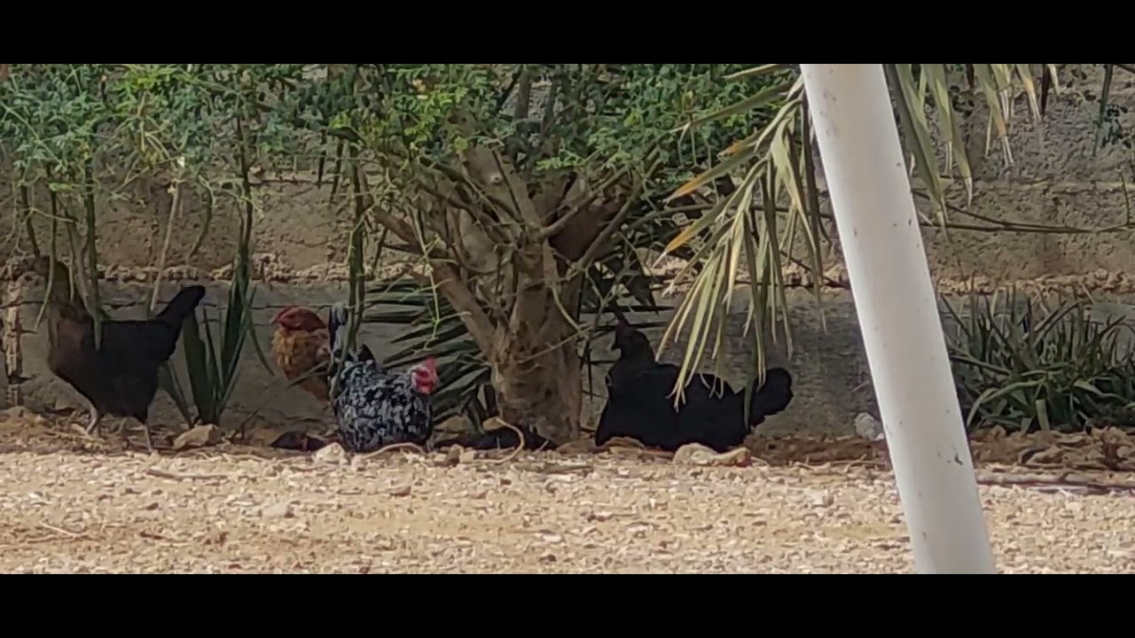 chicken-sex-with-chicken-youtube