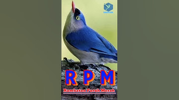 Rambatan Paruh Merah, Tidak Hanya Piawai Merambat!#Burung #BurungKicau #KicauMania #masteran #rpm