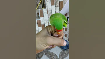 طائر الغندور الاليف 