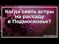 Когда сеять астры на рассаду в Подмосковье? | toNature.Info