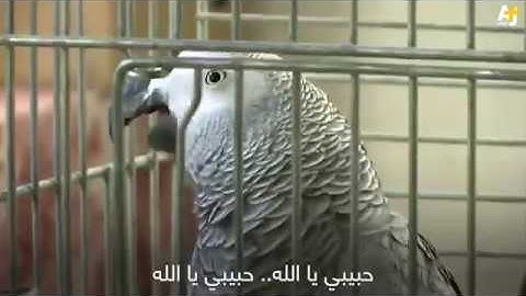 ببغاء يقرأ القرآن الكريم ويسبح الله بصوت جميل .