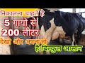 निकालो 5 गायो से 200 लीटर दूध//Take out 5 cow to 200 liters of milk