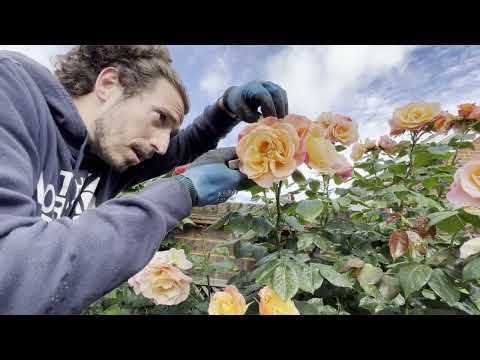Vidéo: Deadheading Roses : comment étêter les roses pour plus de fleurs