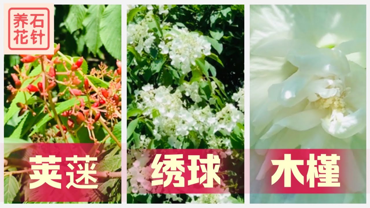 植物花墙的参考- 开花灌木三剑客：锥型绣球(Hydrangea