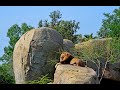 Muere Teimoso, el león de BIOPARC Valencia (diciembre 2019)