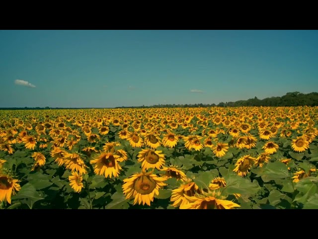 Gigantic field of sunflowers on a sunny day class=