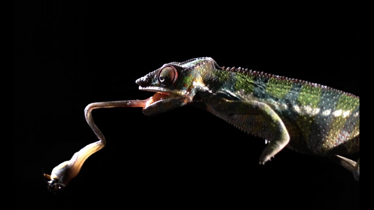 Shooting Chameleon Tongue In Super Slow Motion | BBC Earth