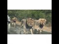 ‘Stunning but scary’: Watch this viral video of lions halting traffic at an African national park